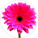 Marissa Saravis profile picture